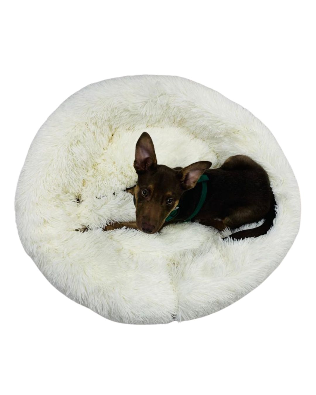 Cama circular